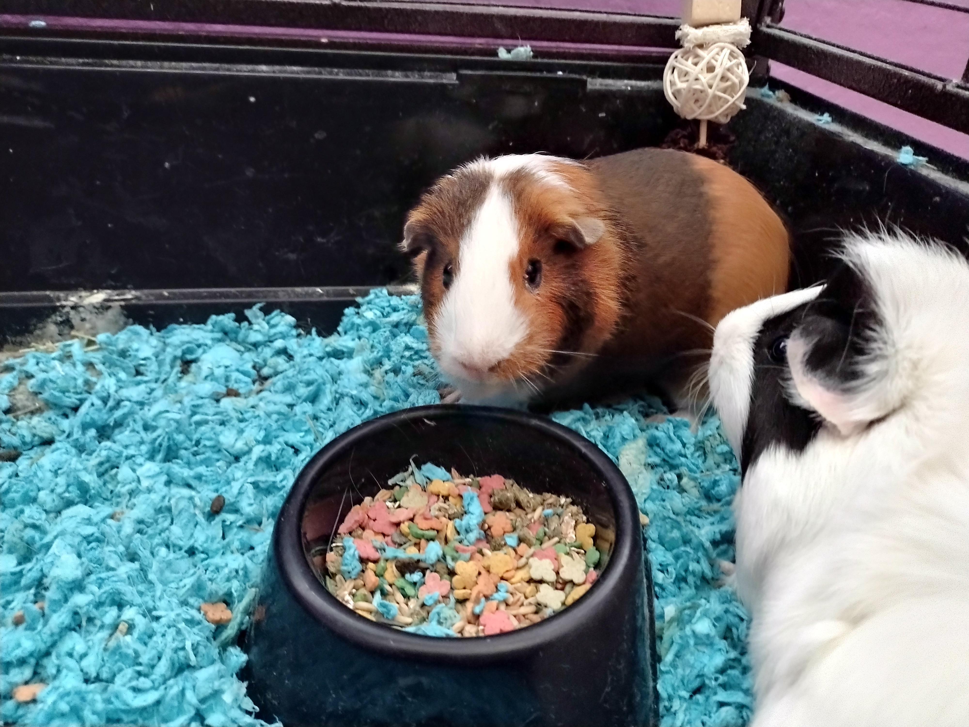 Me And My Guinea Pigs Be Vibing