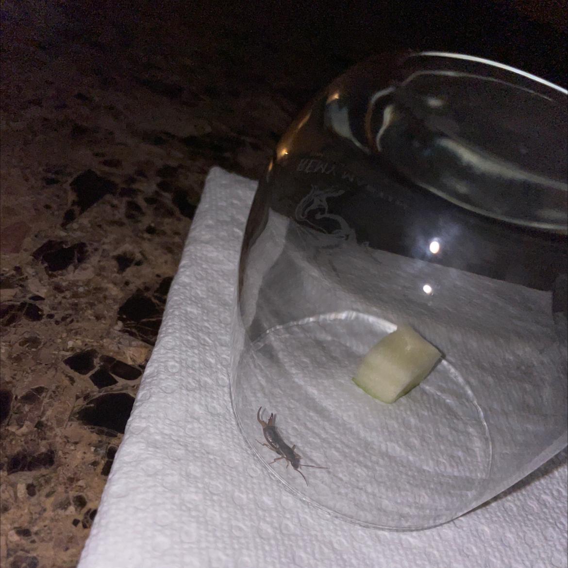 What bug is this please help I found it on the ground and want to make it my pet I need answers ASAP