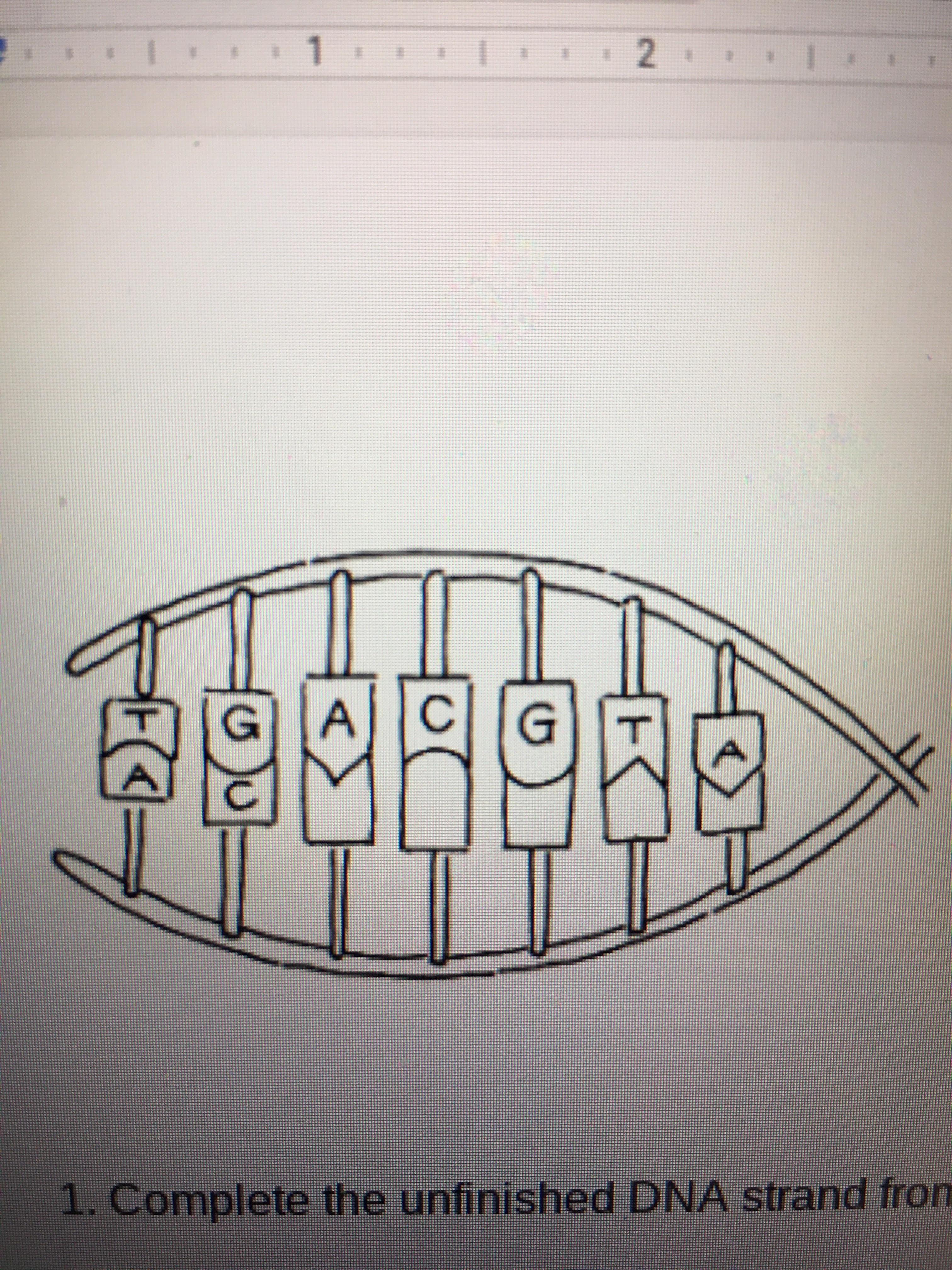 1. Complete the unfinished DNA strand from below.2. What m-RNA strand would be formed from the DNA strand