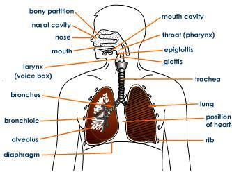Which Of The Following Organs Is NOT Part Of Pulmonary Circulation?0000lungsbronchiolesmitral Valvealveoli