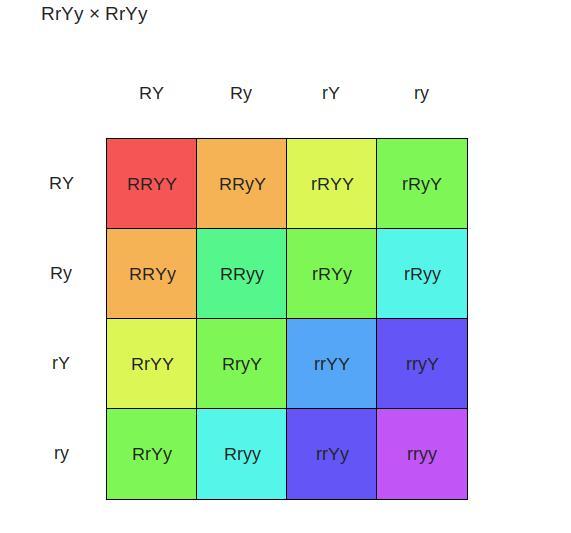 Isyak, readusers and grobabilityThe Pasquare below is for a dihybrid cross between pea plants that are