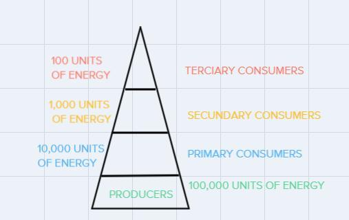 7. In The Space Below, Construct An Ecological Pyramid For Your Ecosystem. Include At Least Nine Organisms