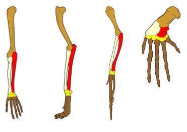 Study the diagram shown. Which type of evidence for the theory of evolution does the diagram show? homologous