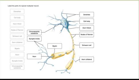 Choose the structure of the multipolar motor neuron that the function best fits by clicking and dragging