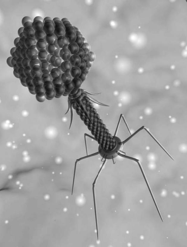 the picture shows a model of a virus called a bacteriophage. bacteriophages can infect bacteria such