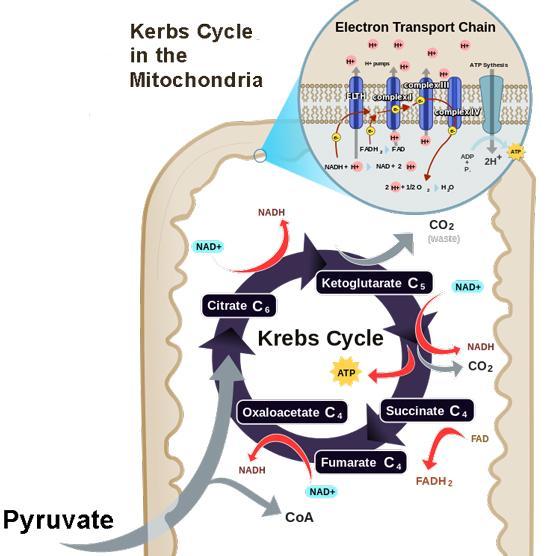 What important events happen during the Krebs cycle? (Choose all that apply)a.uses oxygen to form carbon