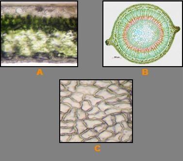 Identify the plant tissues in the three images.AB.C 