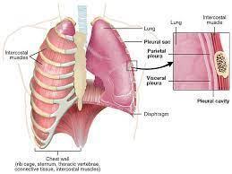 Inflammation Of The Membrane Surrounding The Lungs