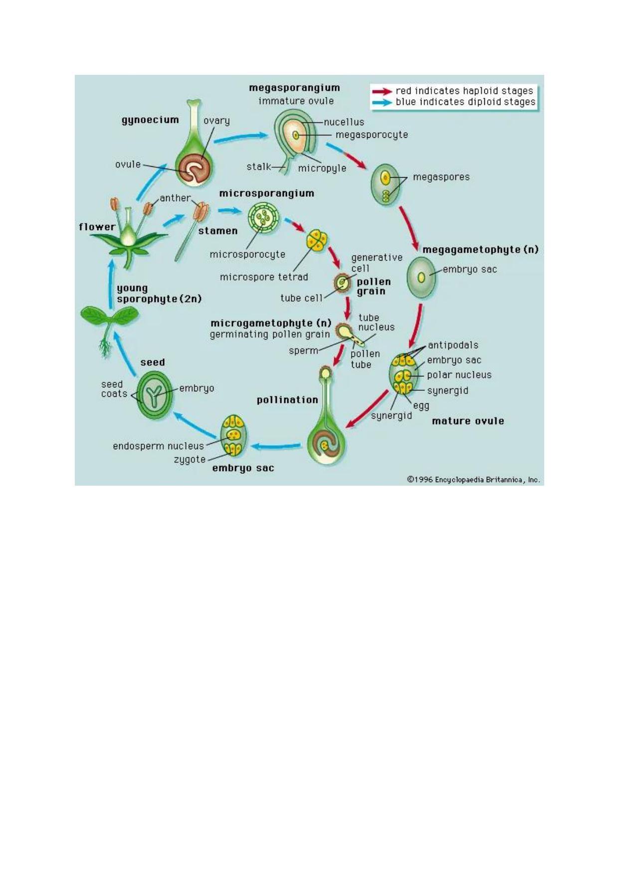 What is the reproduction cycle of angiosperm?