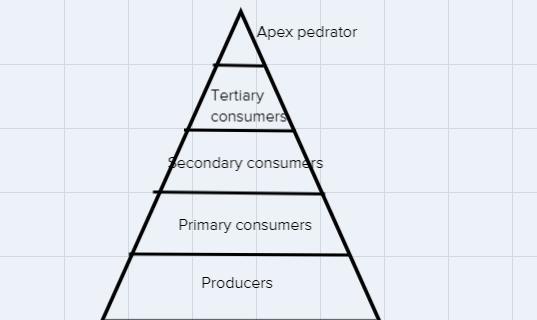 Match Each Term With The Correct Location On A Trophic Pyramid.TermProducersPrimary ConsumersSecondary