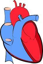 3. Michelangelo discovered the four chambers of the heart, the workings of the aortic valve, and how