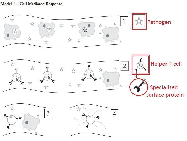 In Model 1 A Pathogen (virus, Bacteria, Foreign Protein, Parasite) Has Entered The Bloodstream Of An