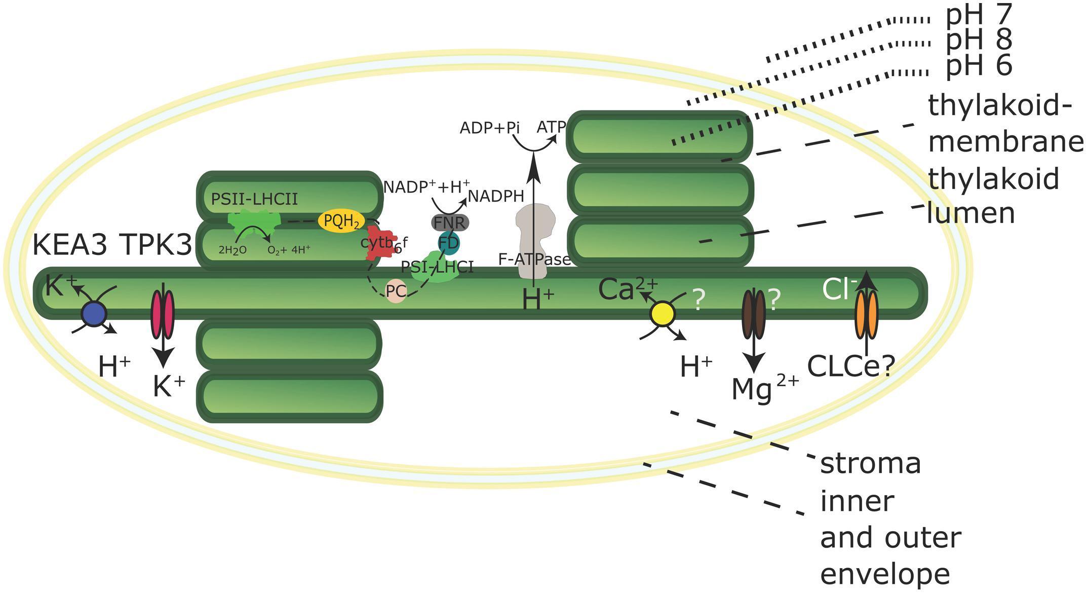 Nancy is explaining why chlorophyll is classified as a plant pigment and how it is useful in photosynthesis.