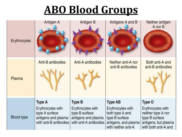 The picture shows human ABO blood types. AB blood type is an example ofMultiple choice question.a. pleiotropy.b.