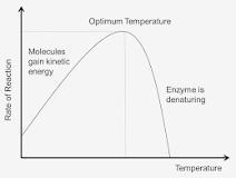 Explain why raising the temperature in which a cell lives might slow one of the cells enzyme-catalyzed