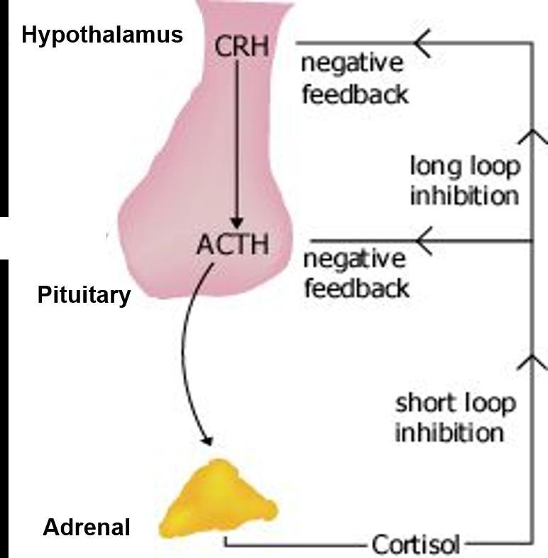 If The Adrenal Cortex Were Surgically Removed, An Increase In The Plasma Levels Of Would Likely Be Observed.