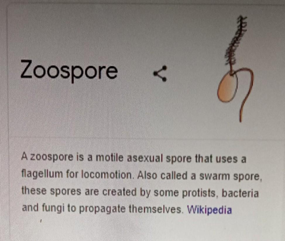 hi what is zoospor?