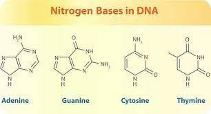 List the four types of bases found in a DNA molecule 