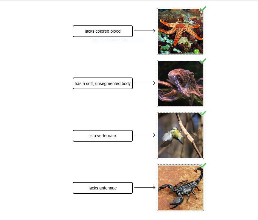 Drag the tiles to the correct boxes to complete the pairs. Match the organisms to the descriptions.