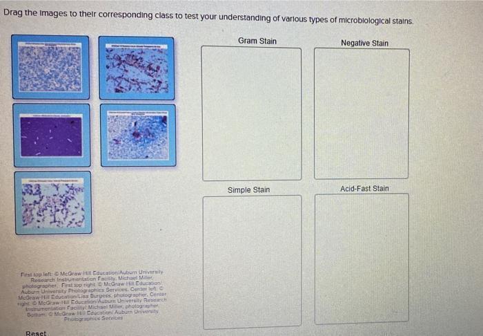 Ag The Images To Their Corresponding Class To Test Your Understanding Of Various Types Of Microbiological