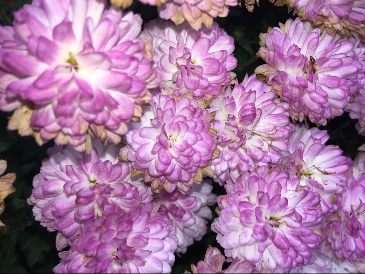 Which statement describes the word "iterative"?1)Working in cycles where everyone is involved in making