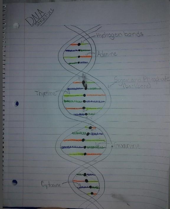 I Need To Draw A Poster On Genetics But I'm Not Exactly Good At Art. It Needs A Bit Of Information As