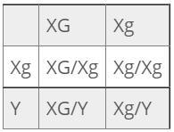 Glucose-6-phosphate Dehydrogenase Deficiency (G6PD) Is Inherited As An X-linked Recessive Allele In Humans.