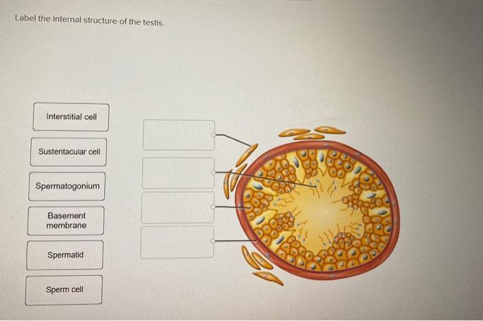 Label the internal structure of the testis. Interstitial cell Sustentacular cell Spermatogonium Basement