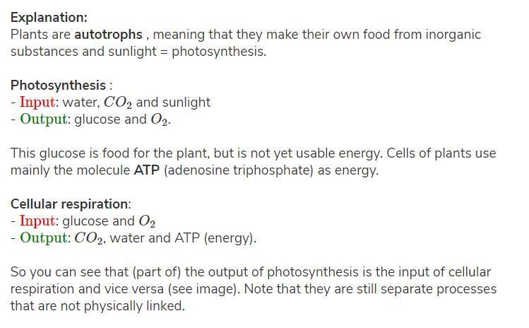 how does this show the relationship between photosynthesis and cellular respiration