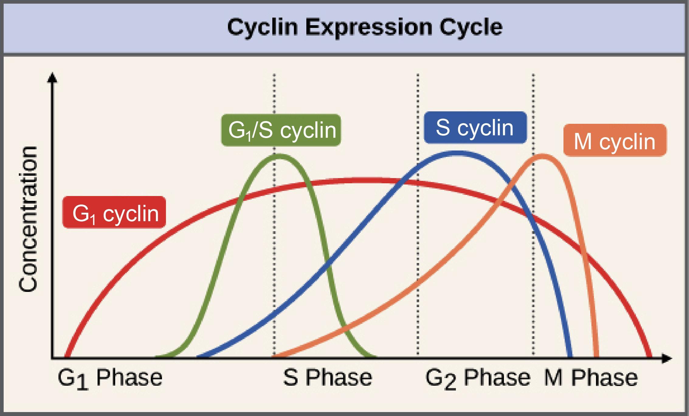What happens to cyclin levels as the cell passes through the S phase, the G2 phase, and enters mitosis?
