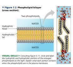Consulting Figure 5.11, circle the hydrophilic and hydrophobic portions of the enlarged phospholipids