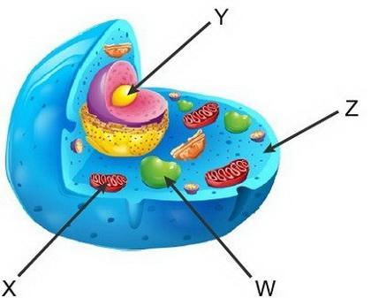 The diagram shows an animal cell.Which letter marks the location where carbon dioxide isproduced during