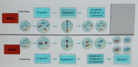 Part A. Two types of cell divisionDrag the labels onto the grid to indicate the phases of mitosis and