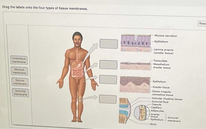 drag the labels onto the four types of tissue membranes.
