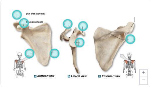 Identify the following in the bone to the right: