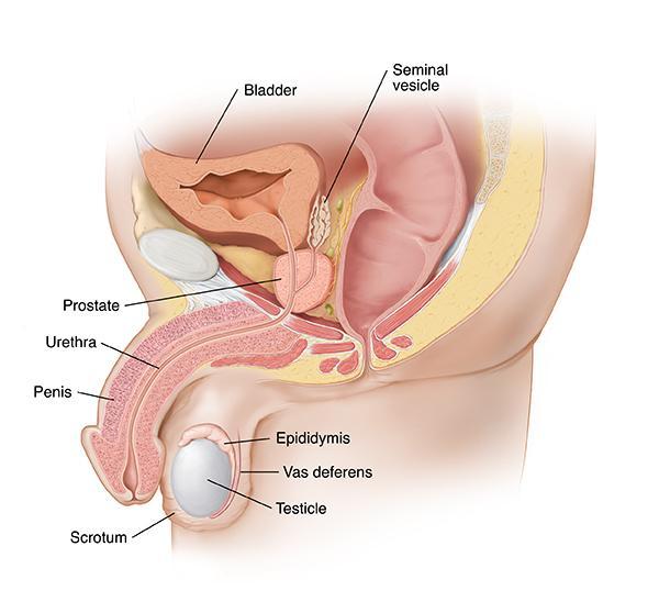 Look at the diagram of the male reproductive system. Name the part labelled "2".