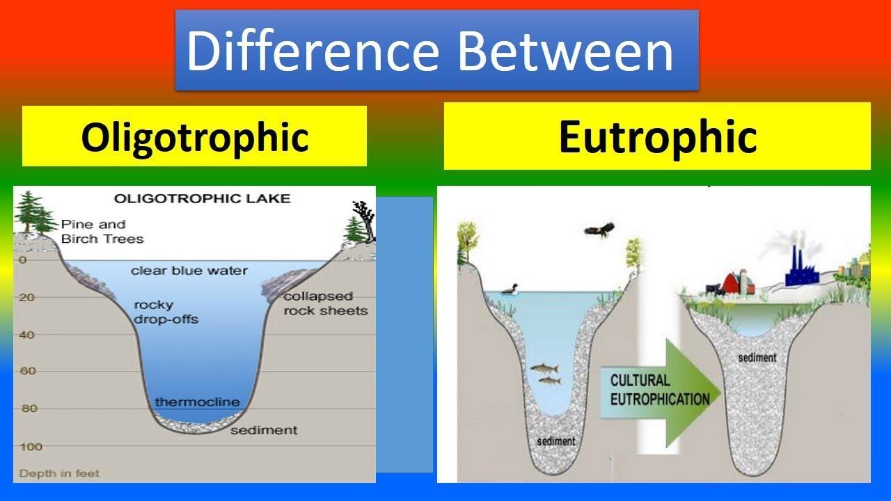 (16) 6. You are studying two warm monomictic lakes in summer in Oregon. One is oligotrophic and one is