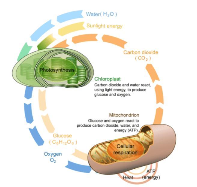 how does this show the relationship between photosynthesis and cellular respiration