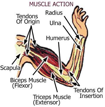 Please someone help me with this. Match the muscles and their associations. involuntaryvoluntary electrical
