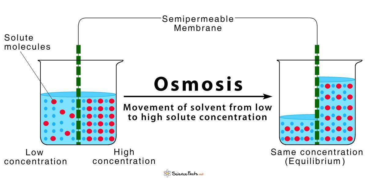 What is osmosis? ???
