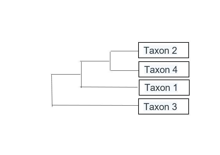 For the following sequences, construct the phylogenetic tree that best depicts their evolutionary relationships
