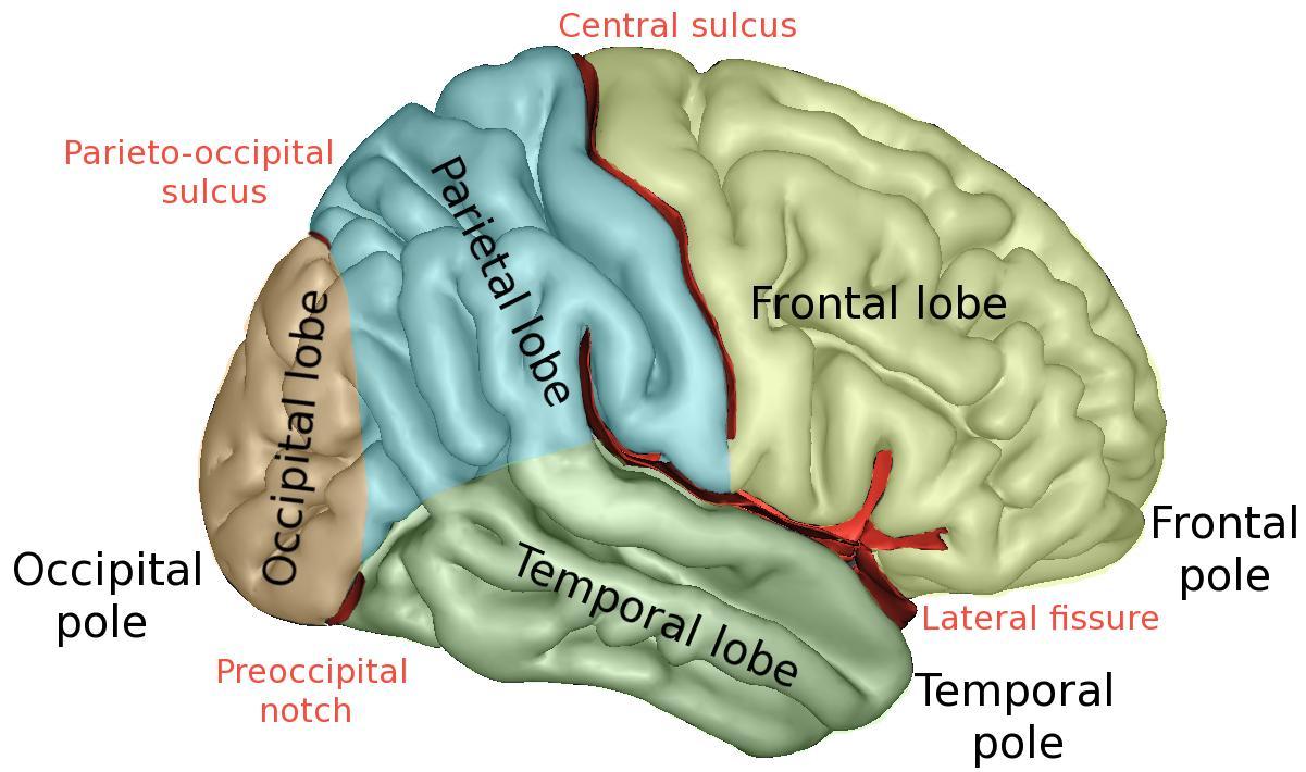 1. Label the brain2. Explain the function of each labelled part.