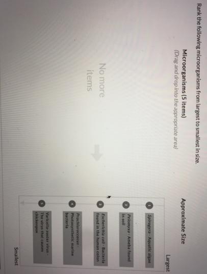 Rank the following microorganisms from largest to smallest in size. Microorganisms (5 items)Drag and