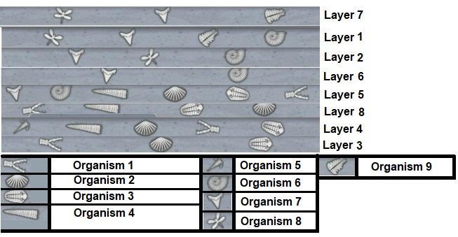 Place the rock layers in order from oldest to youngest with the oldest layer on the bottom and the newest