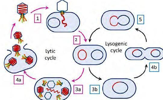 A coordination of events is characteristic of the reproductive cycle of a human female and the replicative