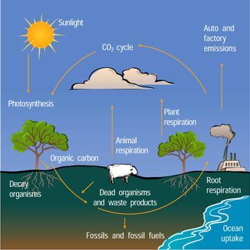 Which statement best describes the concern scientists have about the carbon cycle? A. The environment
