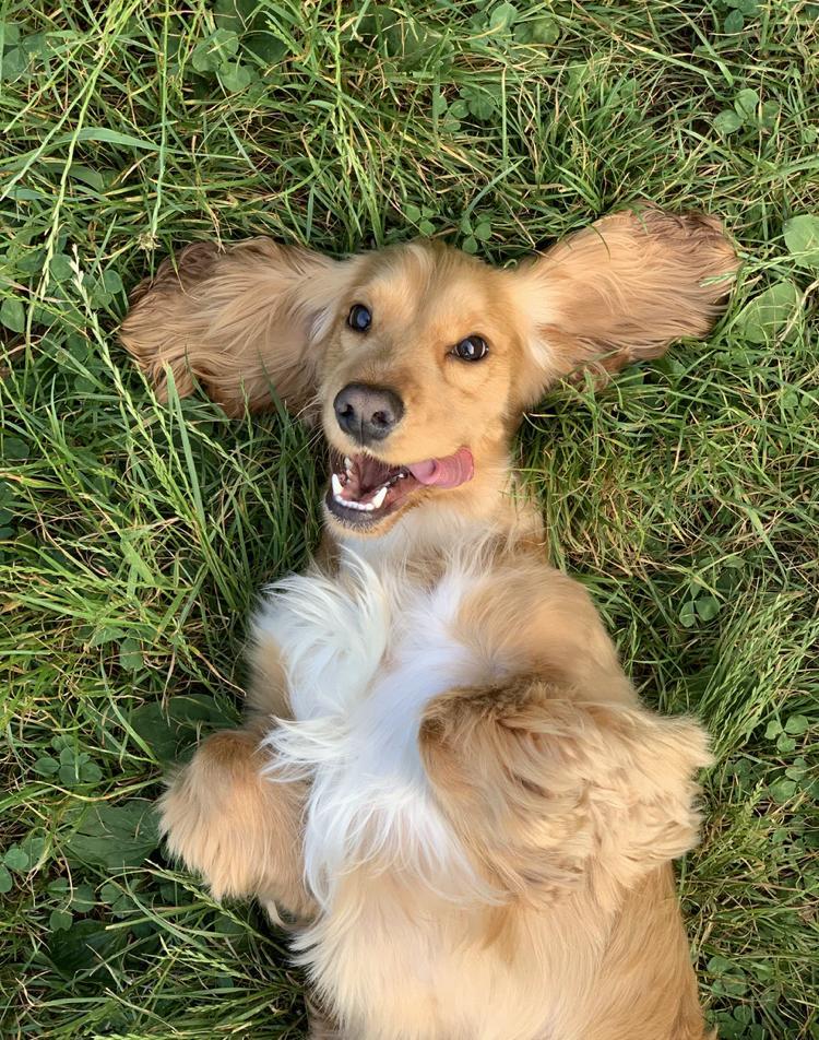 Dogs have a way of reflecting humans emotions. Which one best expresses the way you feel today? Write