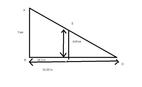 Jai is 1.45 meters tall. At 11 a.m., he measures the length of a tree's shadow to be39.55 meters. He