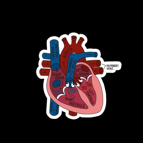 What are the labels of this heart diagram?