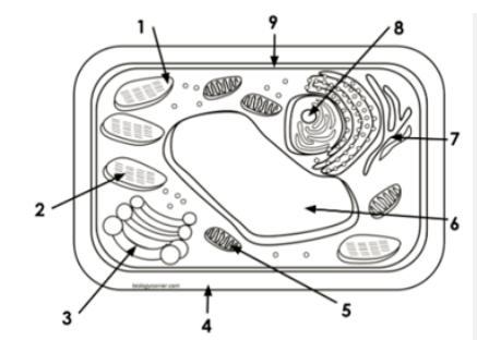 How Does Being Small Help Cells Survive?
